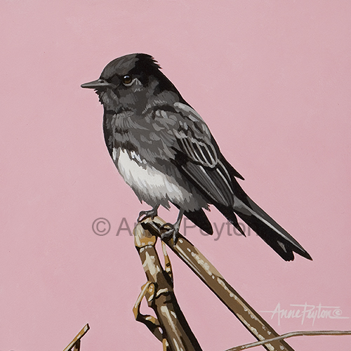 Black Phoebe